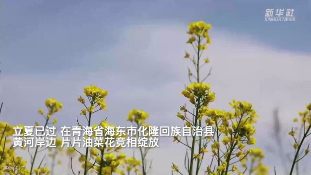 青海化隆:黄河岸边油菜花开