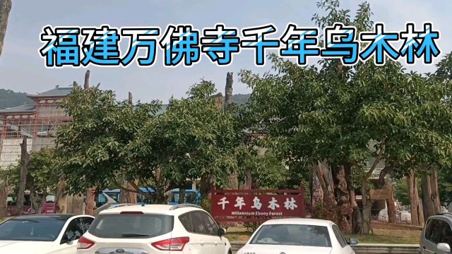 福建万佛寺千年乌木林