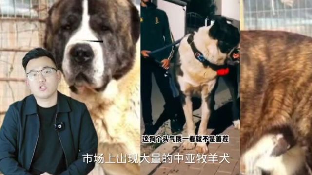 野狼屠夫中亚牧羊犬,曾经几十万一头,现在跌成什么样