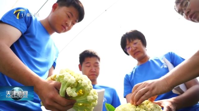 天津市农业科学院花椰菜育种取得重大突破