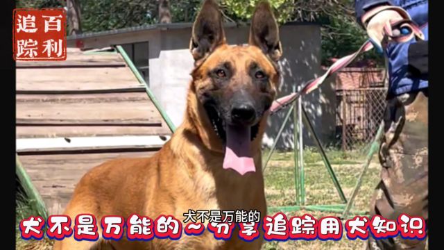 分享城市公路追踪用犬知识