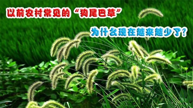 以前农村常见的野草,人称“狗尾巴草”,为什么现在越来越少了?