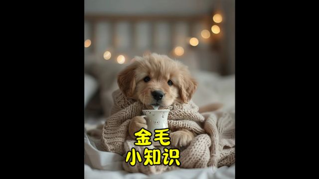 金毛小知识