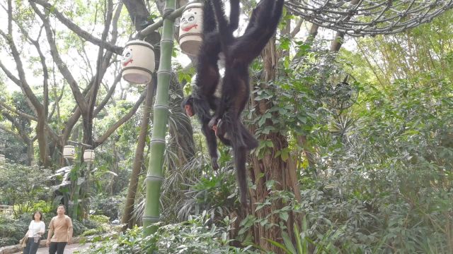 两只黑蜘蛛猴吊着挠痒痒动作一致,引来外国游客围观拍照