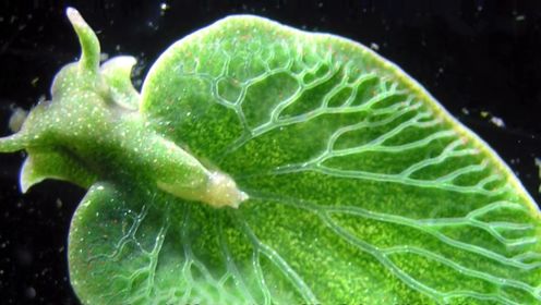 绿叶海蛞蝓，地球上唯一能光合作用的动物，理论上一生只进食一次