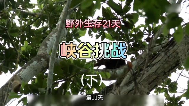 野外生存21天:峡谷挑战下#野外生活纪录片 #荒野求生