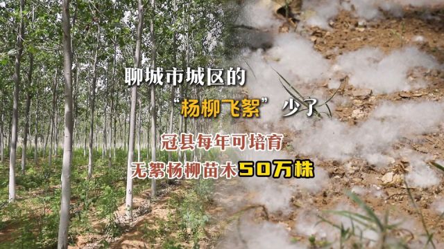 果然视频|治理“白毛毛”,聊城连放大招