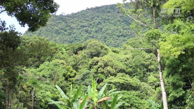 海南大叶茶被证实为一种新的山茶属物种