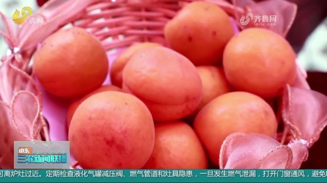 邹平黄山街道:叫响水杏品牌,促进果农增收