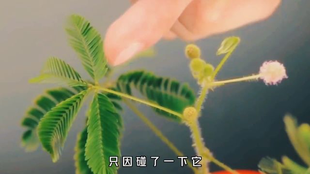 横行欧洲的毒草究竟有多可怕?碰一下轻则灼伤,重则当场去世 #植物科普 #大豕草 #涨见识 #植物 #涨知识 #奇闻 #知识创作人 #草 #科普一下 #知识分享