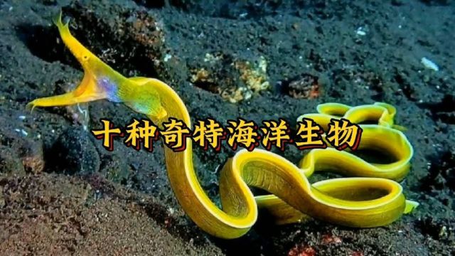 十种奇特的海洋生物