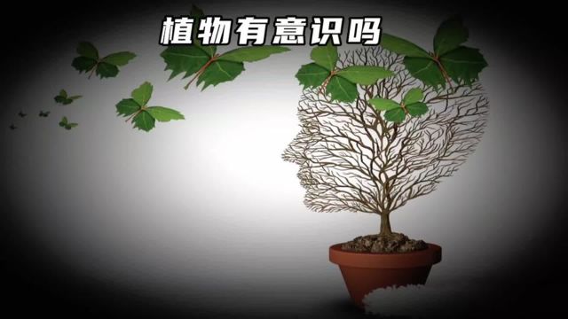 你敢信吗?植物也有意