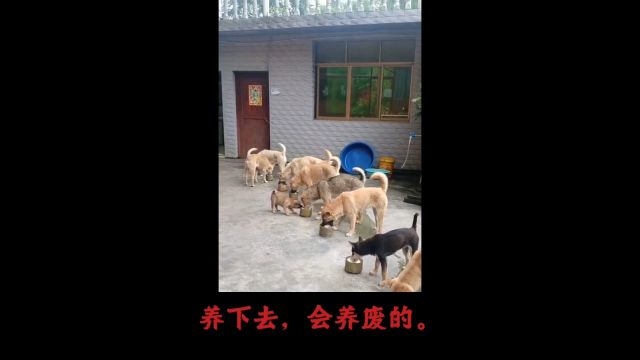 《雀仙桥》(35)内情