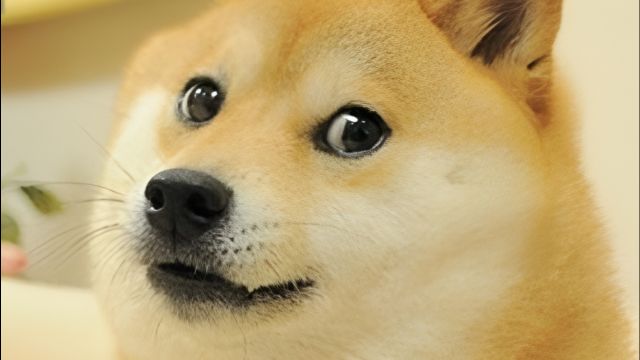 外媒:“Doge”表情包原型柴犬去世