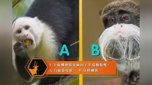 白面卷尾猴和皇柽柳猴，哪种猴更倾向于生双胞胎呢？