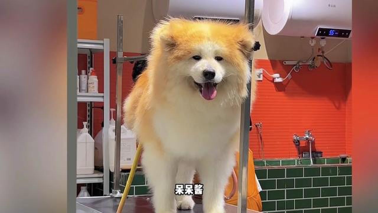 洗完更像松狮啦 #温馨互动记 #秋田犬 #可爱狗狗 #狗狗洗澡 #长毛秋田