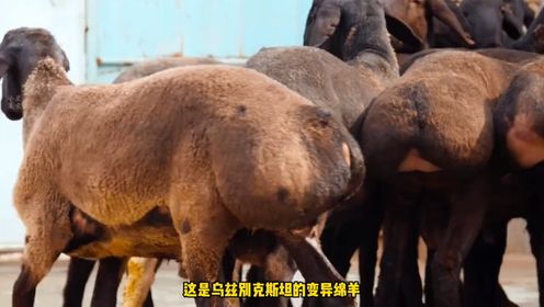 乌兹别克斯坦的变异肥尾羊