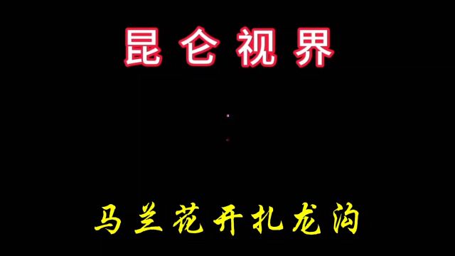 马兰花开扎龙沟——坐标:青海.互助