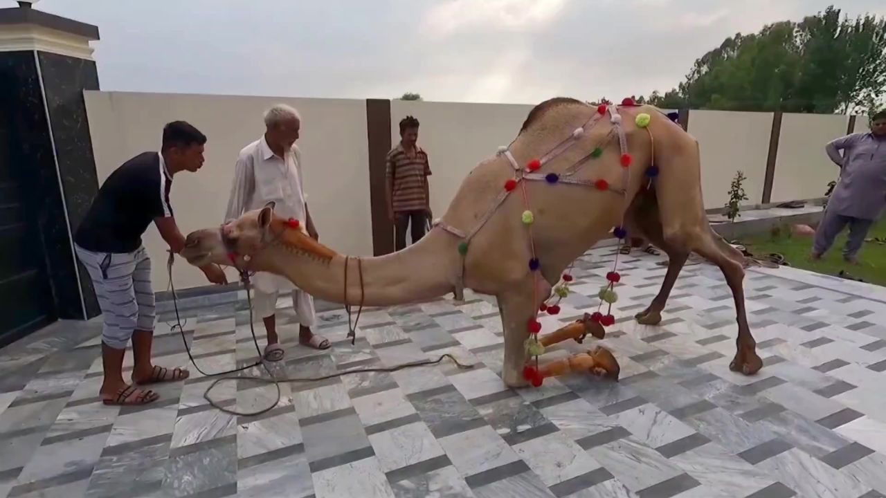 外国杀骆驼现场,分割现场挺震撼的,烹饪手法犹如印度菜!