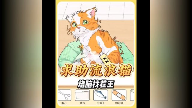 救助流浪猫