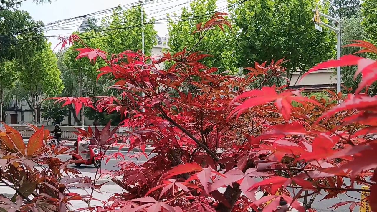 阳光下枫叶笑红了脸