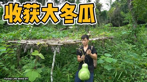 越南夏季闷热潮湿，小哥为了去火气，特地摘了一只大冬瓜