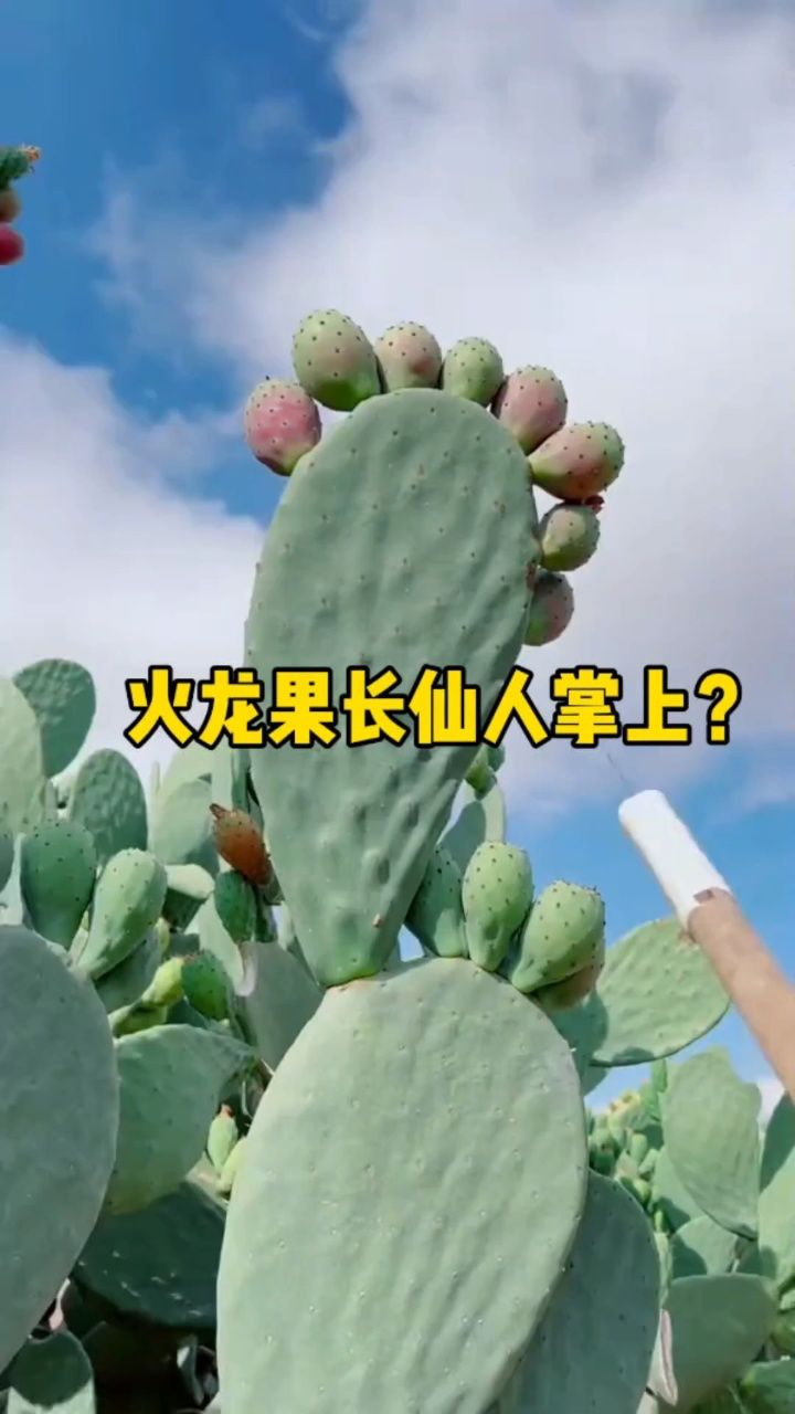 火龙果长仙人掌上?