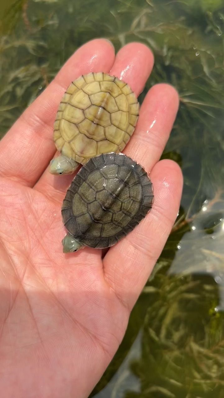 为什么皖喉发色,有些变成三黄小青,有些变成青壳小青龟呢#黄喉龟