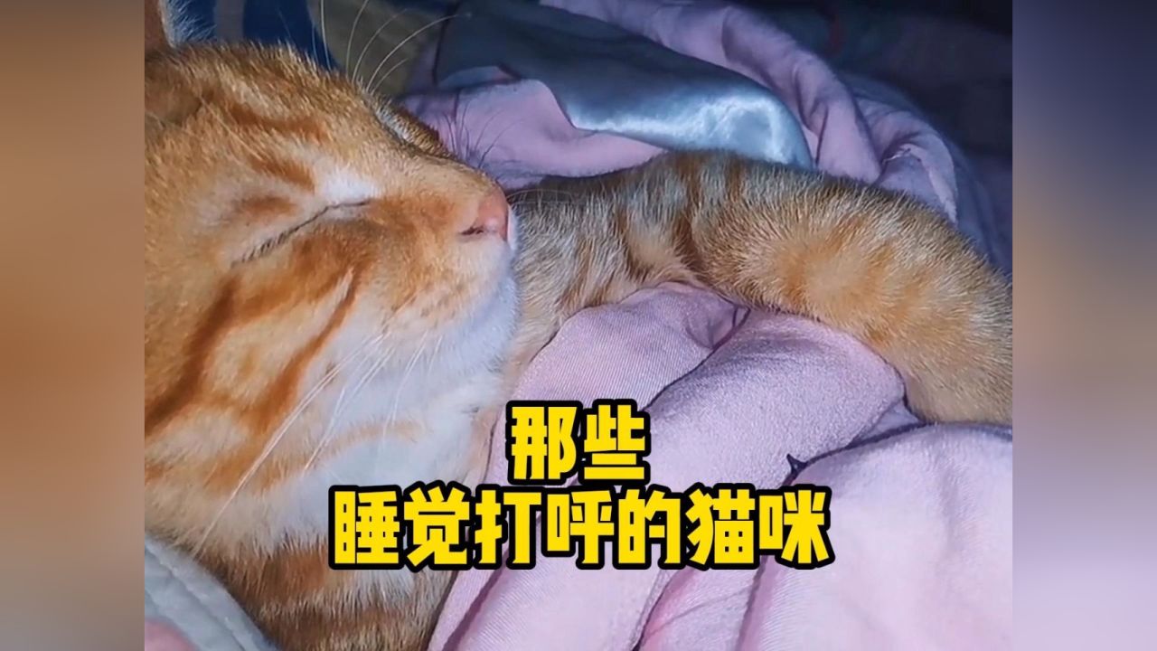 那些睡觉打呼的猫咪,来看看哪个最搞笑