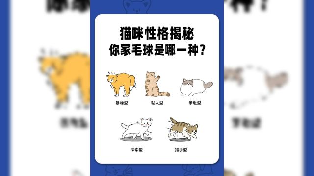 猫咪性格类型盘点,你家猫是哪一种?