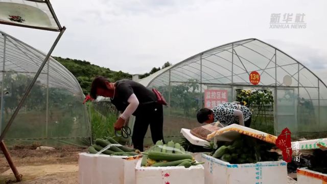 千城百县看中国|湖南祁阳:巧用育秧大棚套种蔬菜再“生金”