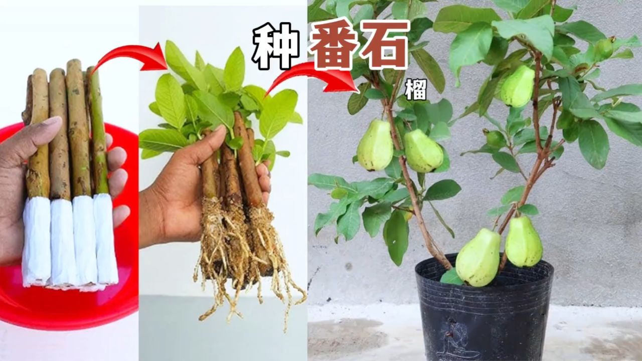 番石榴修剪种植图解图片