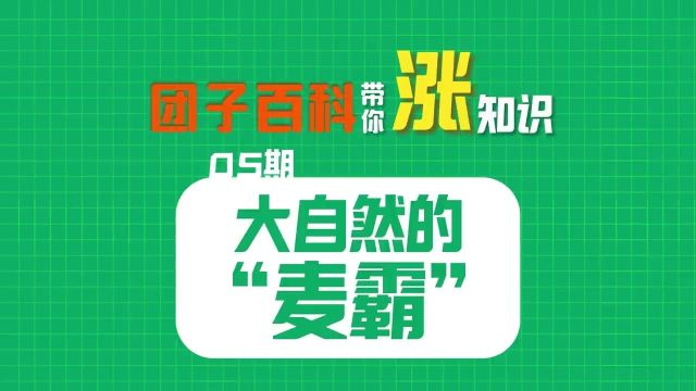 团子百科带你涨知识——快来认识一下大自然的“麦霸”! 齐河融媒:策划制作 刘心旖 孟格格 审核 焦丽 贾玮诒 朱红娥