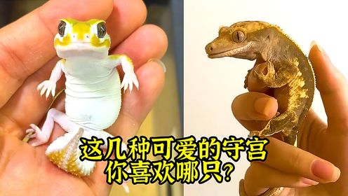 这几种可爱的守宫，你喜欢哪只？_高清1080P在线观看平台_腾讯视频