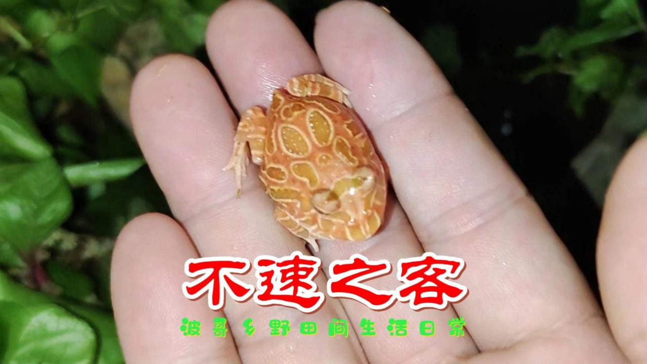 发现一只变异的青蛙,还蛮可爱的!
