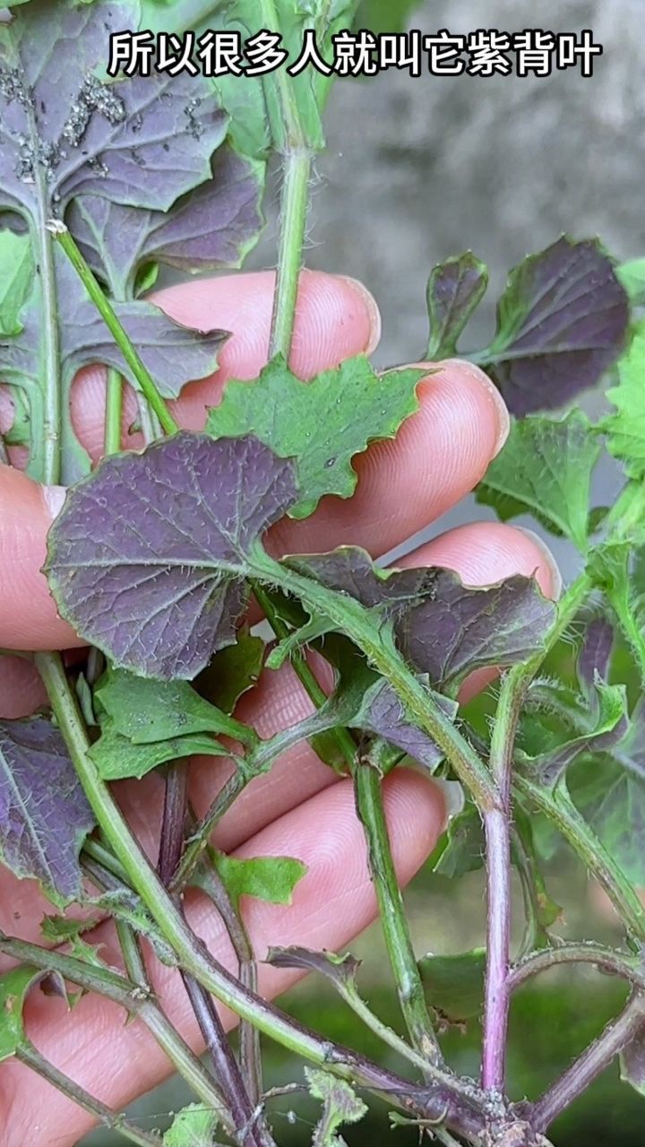 子背金银草药药效图片