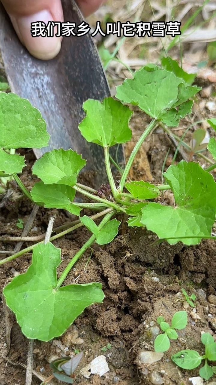 生长在草地的积雪草,农村常见的植物,遇见它就采回家