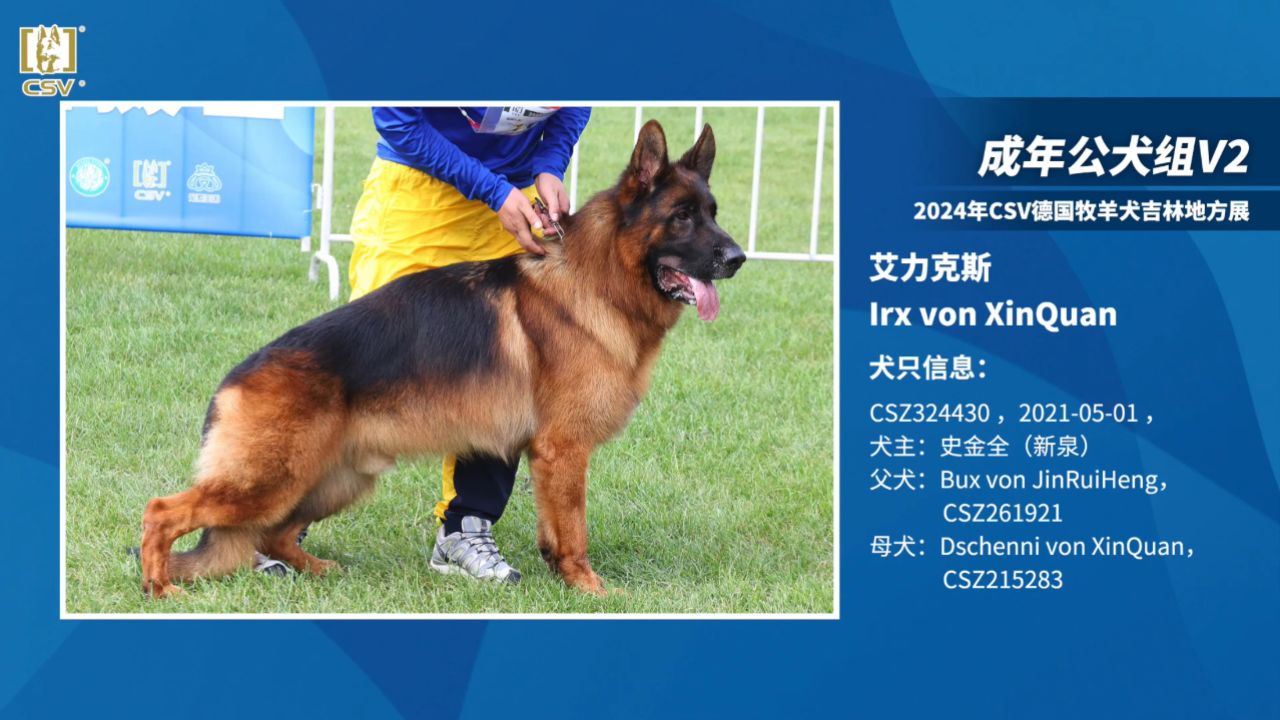 csv德国牧羊犬种公图片