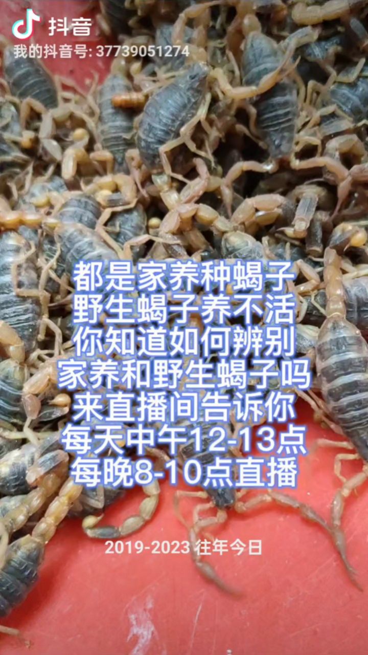 蝎子算不算昆虫图片