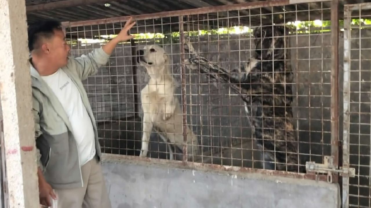 欣赏下这种大型猛犬,它有四千多年的历史,属于古老猛犬