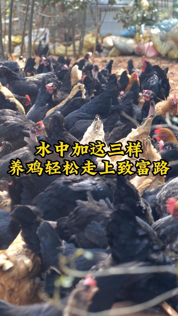 在农村创业养鸡需要什么条件呢(在农村创业养鸡需要什么条件呢知乎)
