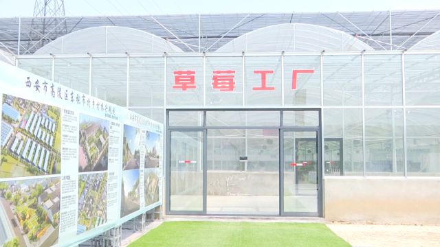 高陵区通远街道东张市村:草莓“红”了集体经济