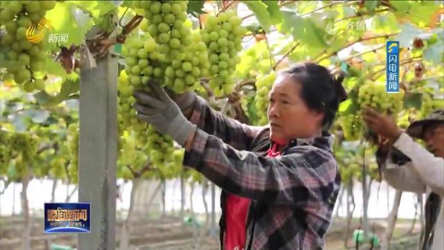 潍坊:打造现代农业种植示范区,订单化种植促进农民增收致富