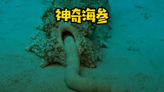 神奇的海底生物——海参|纪录片