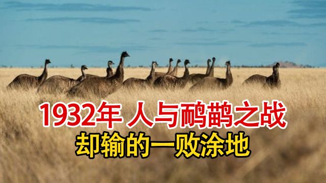 实录1932年澳大利亚鸸鹋之战,重机枪配上万子弹,却惨输给一群鸟