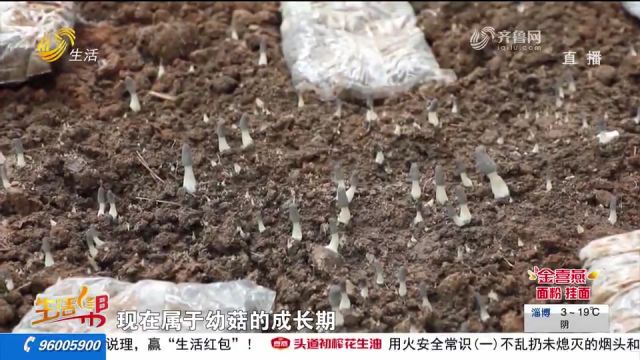 莱西:从四川引进羊肚菌,实现多个村庄抱团发展,种出增收致富路