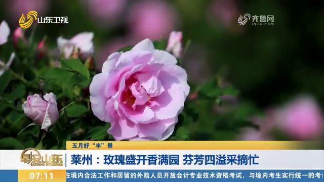 莱州:180多亩玫瑰花陆续盛开,朵朵鲜花争奇斗艳,工人忙采摘