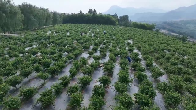 蓝田县九间房村金银花产业 铺就联农带农振兴路