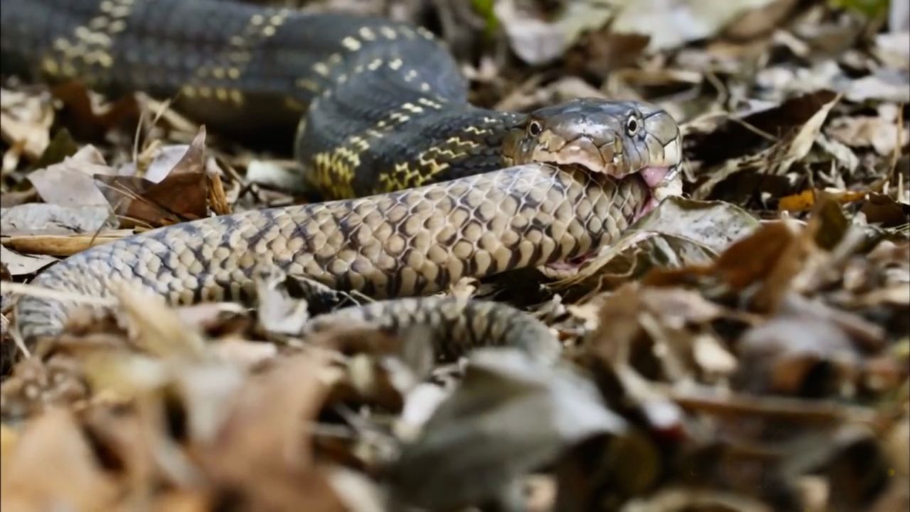 云南现眼镜王蛇吞食菜花蛇,为何"一里有菜花十里无毒蛇"失效了