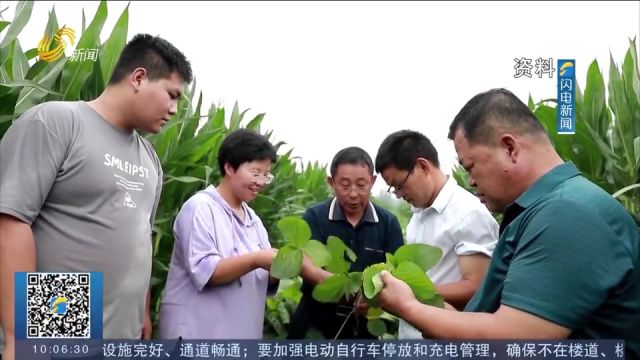 黄淮海地区去年新审定大豆新品种115个,为品种换代提供品种支撑